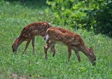 Twin Fawns Browsing Grass in Sunny Feild tb0811fmr.jpg