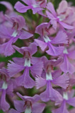 Dynamic Cluster of Purple Fringed Orchid Blooms v tb0811kkx.jpg