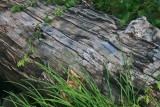Large Hemlock Log along Williams River Basin tb0911kux.jpg