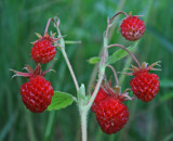 Bunch Wild Strawberries on Cranberry Mtn tb0811kor.jpg