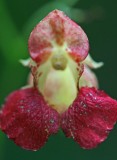 Bright Red Jewelweed Bloom v tb0911nkr.jpg