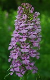 Large Purple Fringed Orchid Blooming North Cherry Valley v tb0811mro.jpg