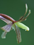 Nice Individual Cranes Fly Bloom WV Woods v tb0811hnx.jpg