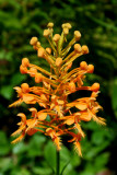 Yellow Fringed Orchid Sunny Bud and Bloom v tb0810wtr.jpg