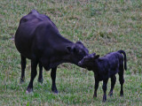 Mother Licking on Her Young Calf in Meadow tb0911par.jpg