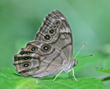 Pearly Eye Butterfly on Summer Folage tb0911nmr.jpg