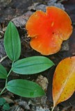 Late Summer Fungi and Foliage in Mature Forest v tb0911pcr.jpg