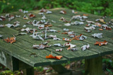 Weathered Picnic Table with Smattering of Fallen Leaves tb0911pkx.jpg