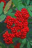 Bright Red Mountain Ash Berry Cluster Black Mtn v tb0911tkr.jpg