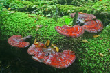 Shiny Beefsteak Fungi Shelves on Hemlock Log tb0911tmr.jpg