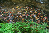 New Autumn by the Streams Side tb0911tpx.jpg