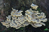 Group of Tan Polypores on Oak Stump tb0911mpx.jpg