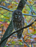 Woodland Barred Owl Cat-Napping in Autumn Forest v tb1010dhr.jpg