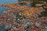 Mixed Fallen Leaves Backed-up in Stillwater Pool tb1010dlr.jpg
