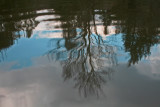 Rippled Reflection Williams River Woods and Sky tb0312cgr.jpg