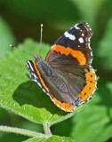 Red Admiral Butterfly Alit on Sunny Greenery v tb0412dsr.jpg