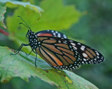 Monarch Butterfly Alit on Striped Maple Leaf tb0712kur.jpg