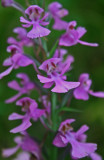 Purple Fringeless Orchid in Summer Bloom v tb0712kir.jpg