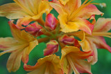 Flame Azalea Vibrant Flower Cluster tb0512dtr.jpg