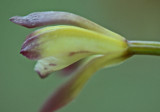 Solitary Aplectrum Bloom on Spring Mtn Side tb0512gjx.jpg