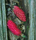 Bright Red Magnolia Seed Pods on Log Recess (Poor Focus - New Image in Gallery) v tb0812mgr.jpg