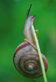 Brown Snail Climbing on Day Run Foliage v tb0712mpr.jpg