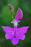 Grass Pink Orchid Flowering in Cranberry Glades v tb0612mlr.jpg