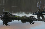 Root Walls Emerging from Hills Creek Pond Late Eve tb0412mtr.jpg