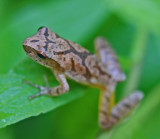 Tiny Cresta Frog Crawling thru Summer Vines tb0612mcx.jpg
