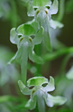  Orbiculata Orchid Macro Blooms Hinkle Mtn v tb0612mwr.jpg