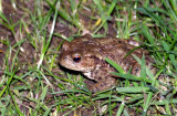 Spring Frog 00267.jpg