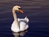 Swan evening filter IMG_1188.jpg