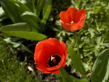 CRW_1378 Tulipa  March 2012.jpg