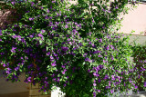Purple Ivy.jpg