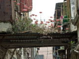 [2012.03.10] Rooftop flower garden