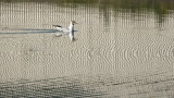 2008.01.01 rippling