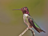 Annas Hummingbird, Cupertino
