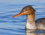Common Merganser, Moss Landing