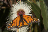 Monarch, Santa Cruz