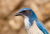 Western Scrub-Jay, Pt. Lobos