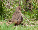 California Thrasher, Rancho San Antonio