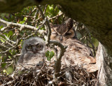 Great Horned Owls, Rancho San Antonio