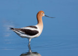 American Avocet, Palo Alto Baylands