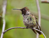 Annas Hummer, Cupertino