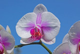 Orchid