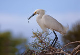 Snowy Egret, Baylands