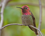 Annas Hummer, Cupertino