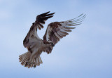 Osprey, Stevenson, WA