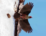 Lewiss Woodpecker, Bend, OR