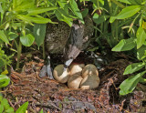 Pied Billed Grebe,5 Eggs, Vasona